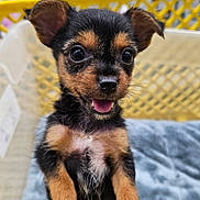 Penelope joined the competition — help win amazing prizes! animal, black_and_tan, blanket, close_up, crate, cute, dog, ears, eyes, face, front_paws, fur, happy, indoor, looking_up, pet, puppy, small_dog, tongue_out, young