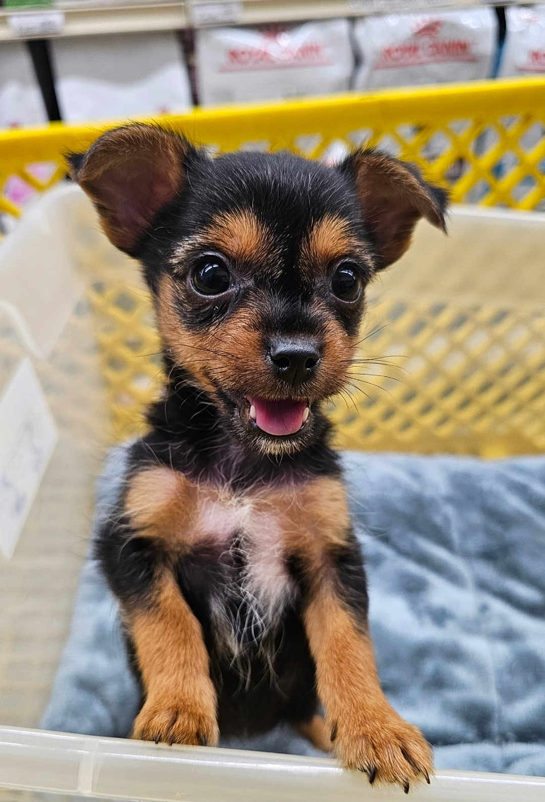 Penelope