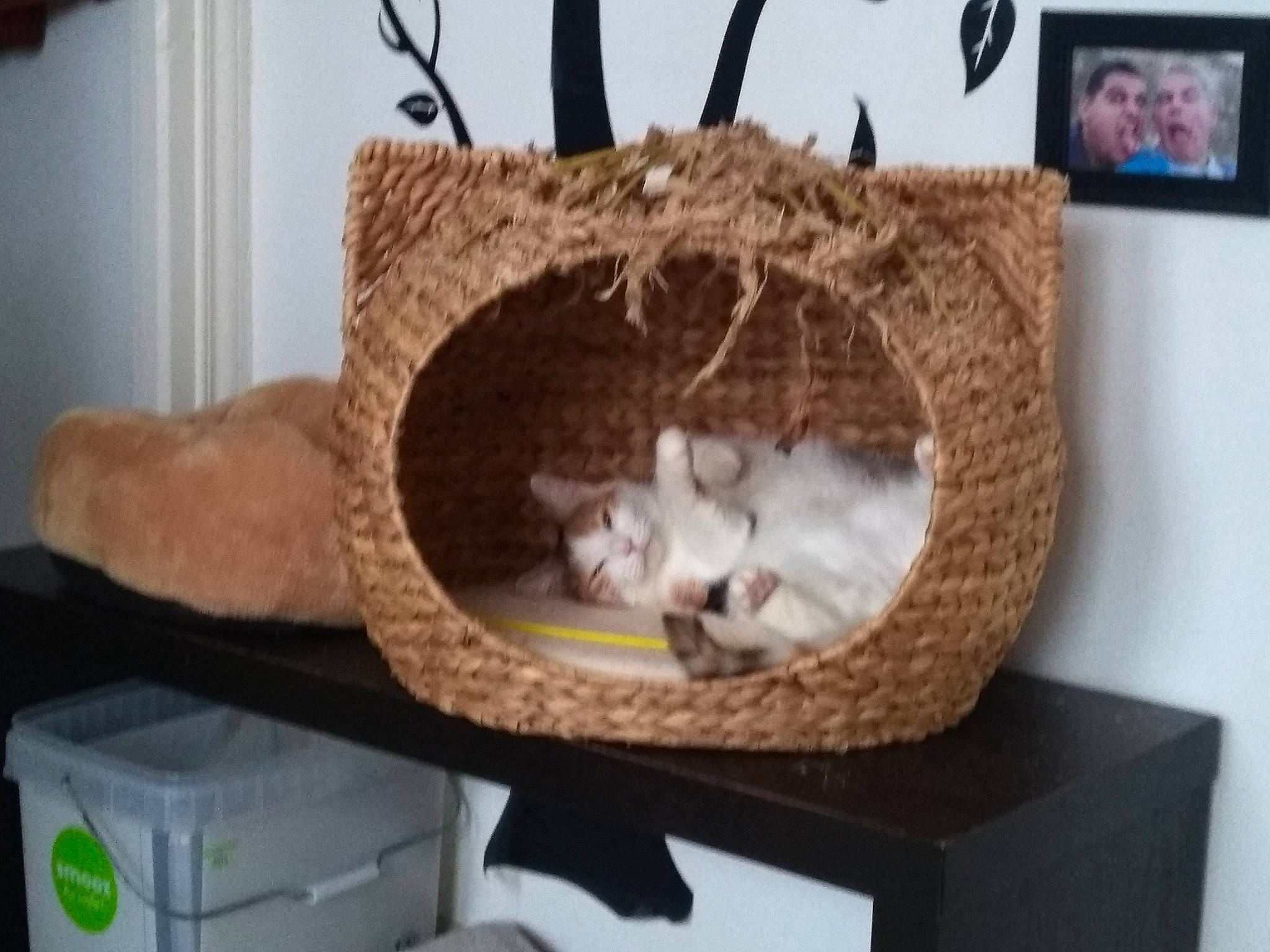 Dalia a rejoint le concours — aidez-le/la à gagner de superbes lots ! box, cat, cat_furniture, cat_like_mammal, cat_supply, fauna, kitten, person, small_to_medium_sized_cats, whiskers