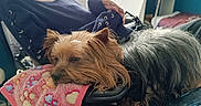 Ruby participe au concours pour gagner de l'argent avec cette photo : dog, small_dog, yorkshire_terrier, long_hair, brown_fur, black_fur, sleeping, relaxed, lying_down, pet, blanket, floral, pink, indoor, person, chair, vehicle, grooming, close_up, companion_animal