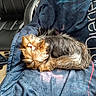 Ruby a rejoint le concours — aidez-le/la à gagner de superbes lots ! dog, yorkshire_terrier, small_dog, sleeping, curled_up, long_hair, brown_fur, black_fur, bow, pet, blanket, car, car_seat, interior, cozy, resting, animal, toy_dog, travel, close_up