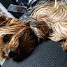 Ruby participe au concours pour gagner de l'argent avec cette photo : dog, small_dog, shaggy_dog, long_hair, brown_fur, tan_fur, sleeping, lying_down, tongue, black_nose, paw, car, car_seat, vehicle_interior, close_up, portrait, pet, fluffy, relaxed, cute