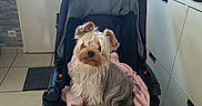 Winny a rejoint le concours — aidez-le/la à gagner de superbes lots ! dog, small_dog, shaggy_dog, yorkshire_terrier, pet, animal, stroller, baby_stroller, pink_blanket, indoors, home, hallway, door, cabinet, floor, tile_floor, furniture, portrait, sitting, fluffy_fur