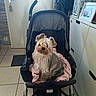 dog, small_dog, shaggy_dog, yorkshire_terrier, pet, animal, stroller, baby_stroller, pink_blanket, indoors, home, hallway, door, cabinet, floor, tile_floor, furniture, portrait, sitting, fluffy_fur