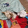 Winny a rejoint le concours — aidez-le/la à gagner de superbes lots ! dog, small_dog, sleeping, blanket, bundled, cozy, pet, toy, stuffed_animal, plush, bed, textile, fabric, colorful, indoors, floor, wood_floor, resting, cute, nap