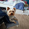Winny a rejoint le concours — aidez-le/la à gagner de superbes lots ! dog, yorkshire_terrier, small_dog, pet, animal, sitting, portrait, indoors, bedroom, chair, furniture, laundry, bedding, blankets, wooden_floor, blue_wall, collar, fluffy, long_hair, cute