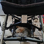 Winny participe au concours pour gagner de l'argent avec cette photo : dog, small_dog, shaggy_dog, sleeping, curled_up, stroller, pet, animal, fur, gray_fur, tan_fur, indoor, tiled_floor, baby_stroller, basket, harness, wheels, travel, resting, funny