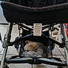 dog, small_dog, shaggy_dog, sleeping, curled_up, stroller, pet, animal, fur, gray_fur, tan_fur, indoor, tiled_floor, baby_stroller, basket, harness, wheels, travel, resting, funny