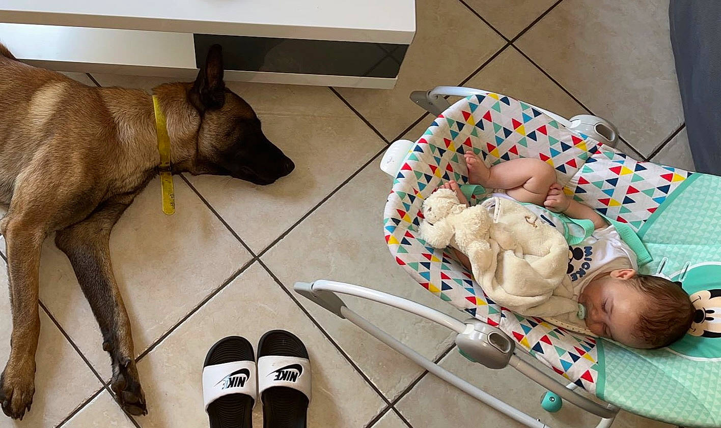 Spy participe au concours pour gagner de l'argent avec cette photo : baby, baby_products, carmine, carnivore, comfort, companion_dog, dog, dog_breed, dog_supply, felidae, flooring, linens, mammal, pet_supply, stuffed_toy, tail, toddler, toy, wood, working_animal
