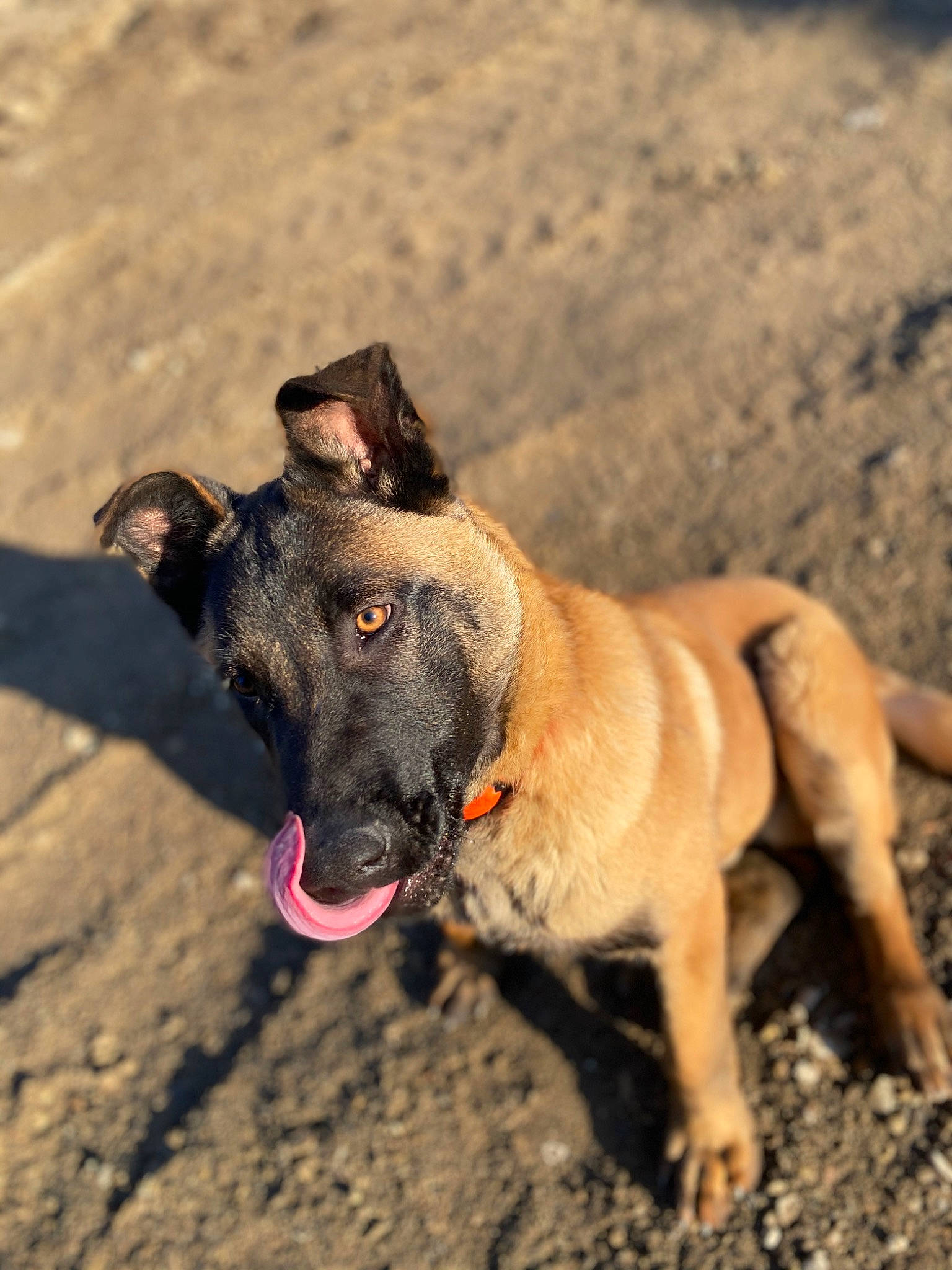 Spy participe au concours pour gagner de l'argent avec cette photo : adventure, canidae, carnivore, collar, companion_dog, dog, dog_breed, dog_collar, fawn, guard_dog, landscape, leash, pet_supply, sand, snout, soil, sporting_group, terrestrial_animal, working_animal, working_dog