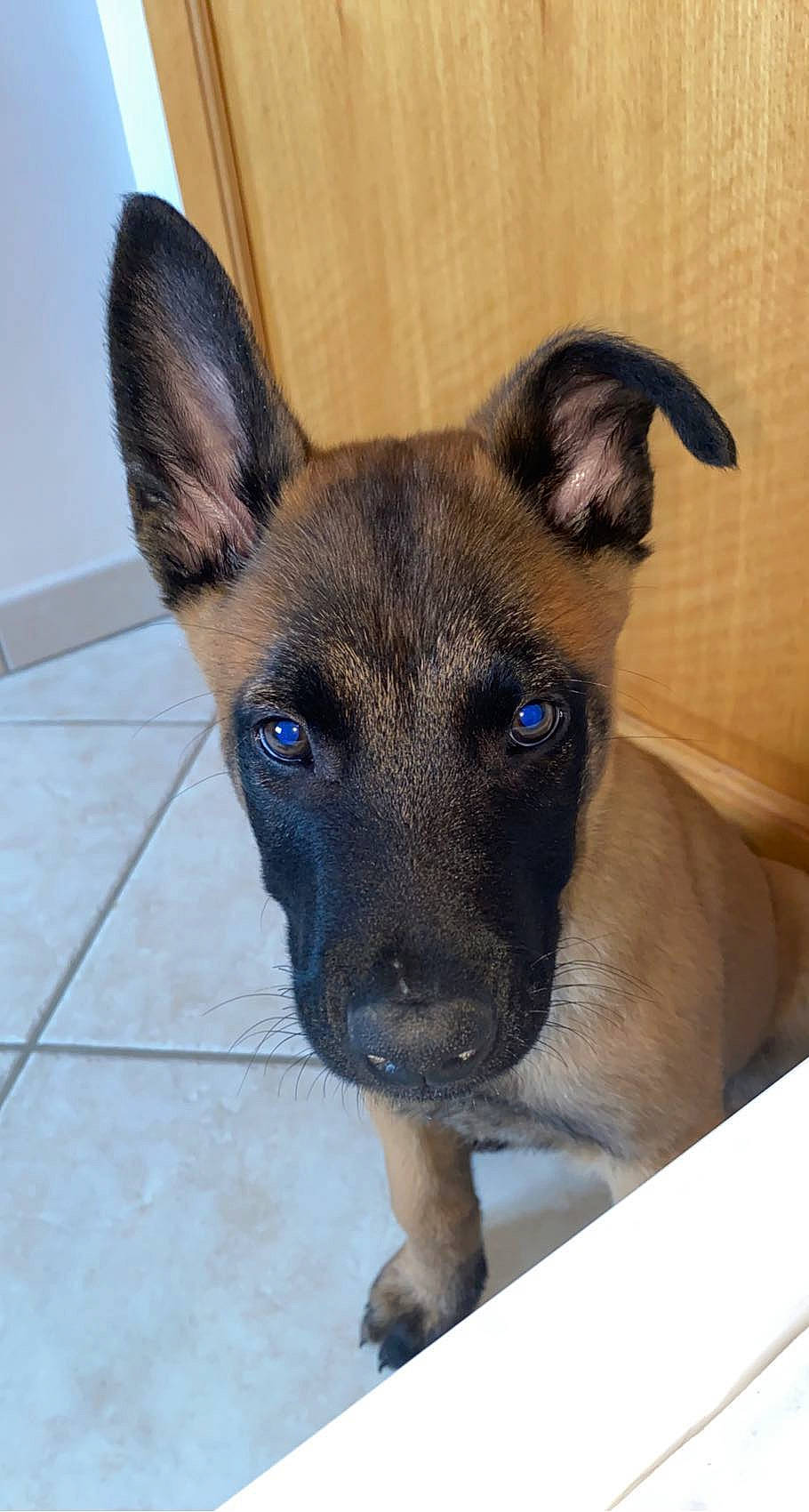 Spy participe au concours pour gagner de l'argent avec cette photo : canidae, carnivore, collar, companion_dog, dog, dog_breed, ear, eye, fawn, fur, head, non_sporting_group, puppy, snout, sporting_group, terrestrial_animal, toy_dog, whiskers, working_animal, working_dog