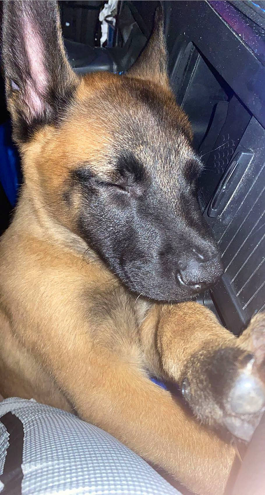 Spy a rejoint le concours — aidez-le/la à gagner de superbes lots ! canidae, carnivore, companion_dog, dog, dog_breed, fawn, fur, german_shepherd_dog, snout, sporting_group, terrestrial_animal, whiskers, working_animal, working_dog