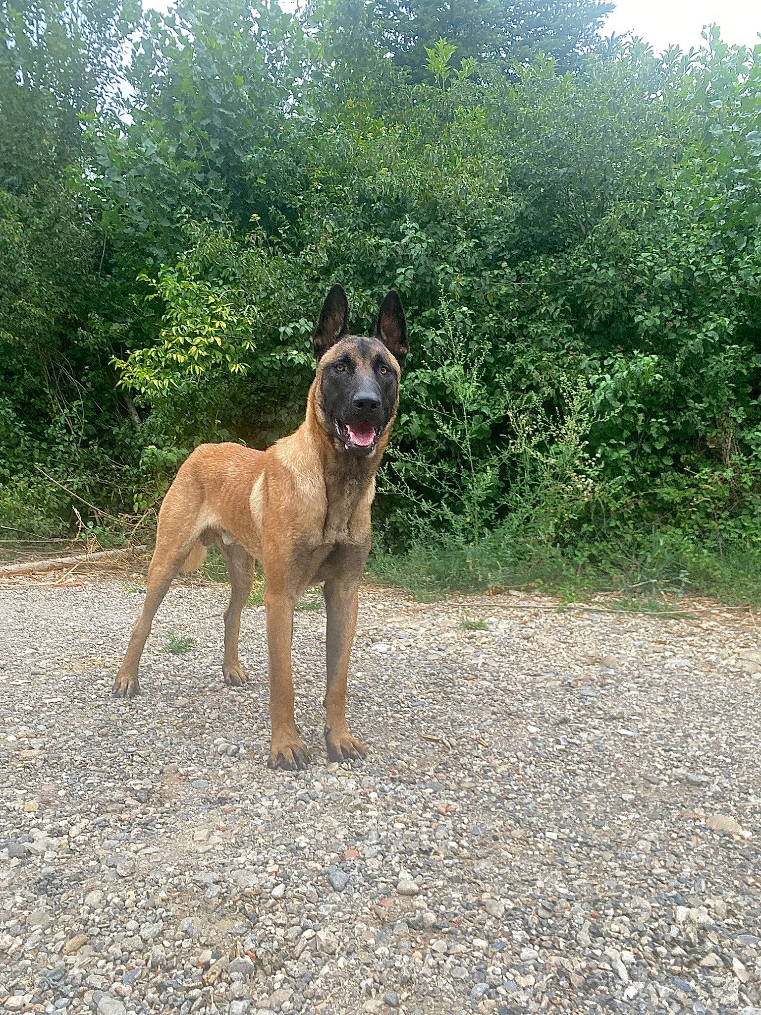 Spy a rejoint le concours — aidez-le/la à gagner de superbes lots ! adventure, canidae, carnivore, collar, companion_dog, dog, dog_breed, dog_collar, dog_supply, fawn, grass, landscape, plant, road, road_surface, snout, sporting_group, tail, tree, working_animal