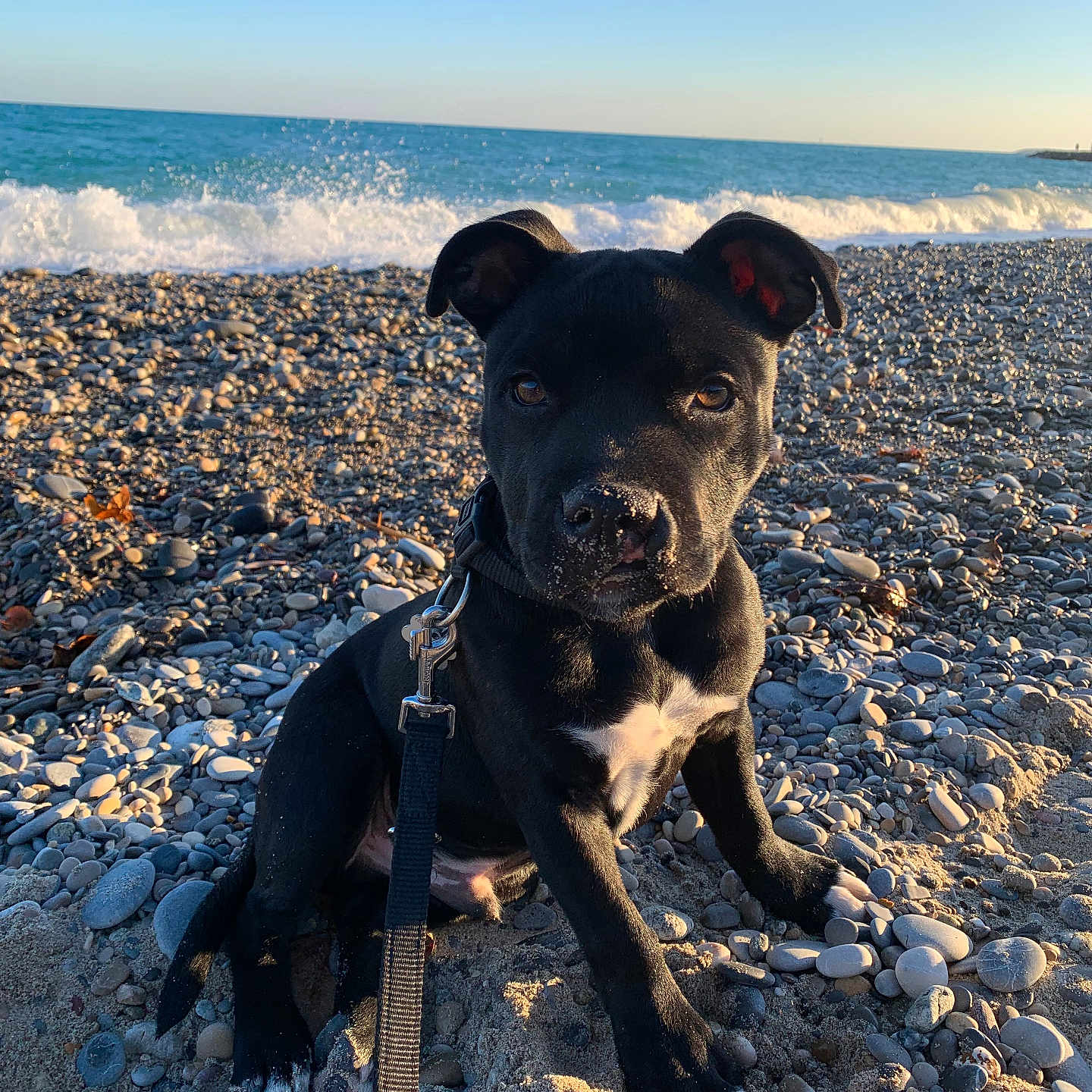 Suki a rejoint le concours — aidez-le/la à gagner de superbes lots ! animal, beach, black_dog, cute, dog, leash, nature, ocean, outdoor, pebbles, pet, puppy, sand, sitting, sky, sunlight, water, waves, white_patch, young_dog