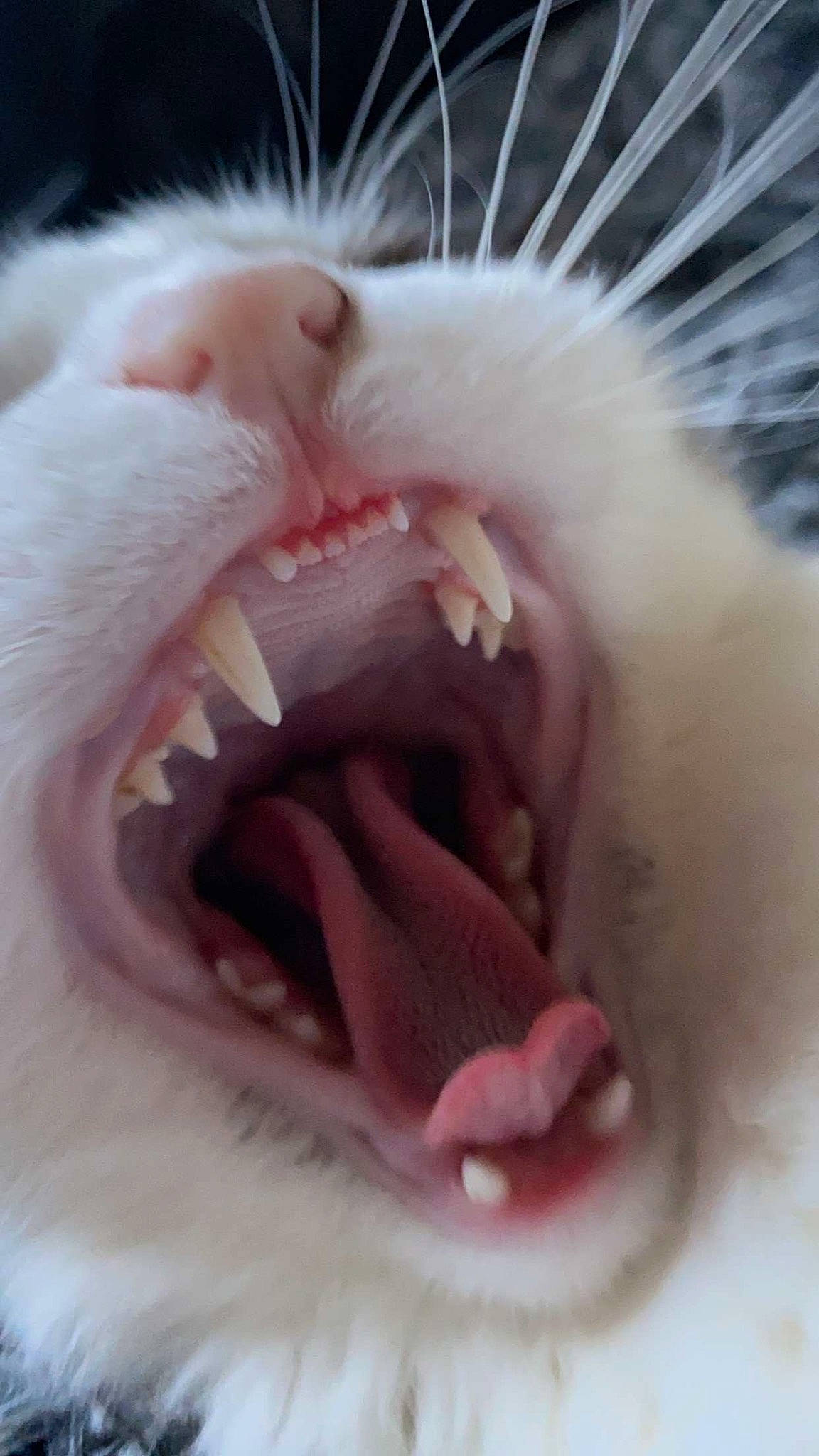 Jesse is registered to the contest to win money with this photo: carmine, carnivore, cat, close_up, dog_breed, fang, felidae, fur, jaw, paw, shout, small_to_medium_sized_cats, snout, terrestrial_animal, whiskers, yawn