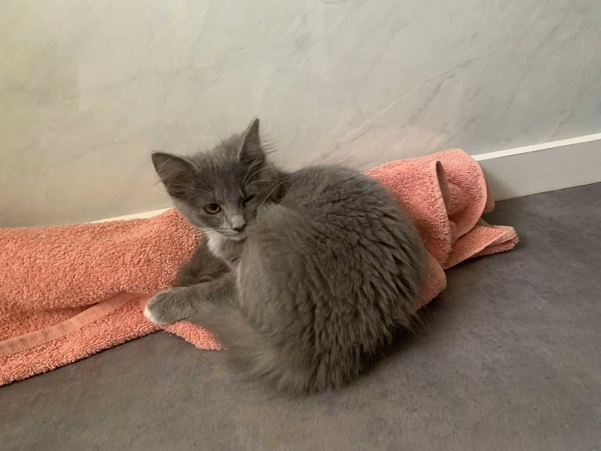 Aspen joined the competition — help win amazing prizes! carnivore, cat, cat_bed, cat_supply, claw, comfort, domestic_short_haired_cat, fawn, felidae, fur, grey, nap, paw, russian_blue, small_to_medium_sized_cats, tail, whiskers, window