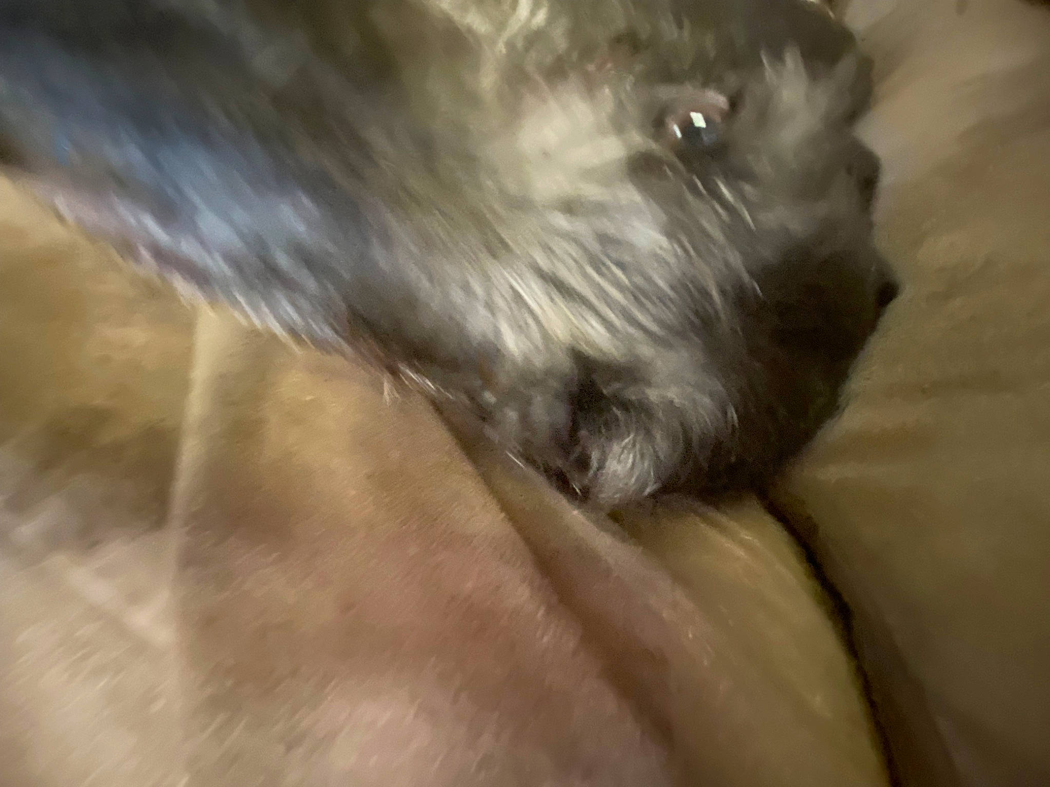 Gypsy joined the competition — help win amazing prizes! canidae, carnivore, companion_dog, dog, dog_breed, felidae, fur, grey, non_sporting_group, small_terrier, snout, sporting_group, terrestrial_animal, terrier, toy_dog, whiskers, wood, working_animal