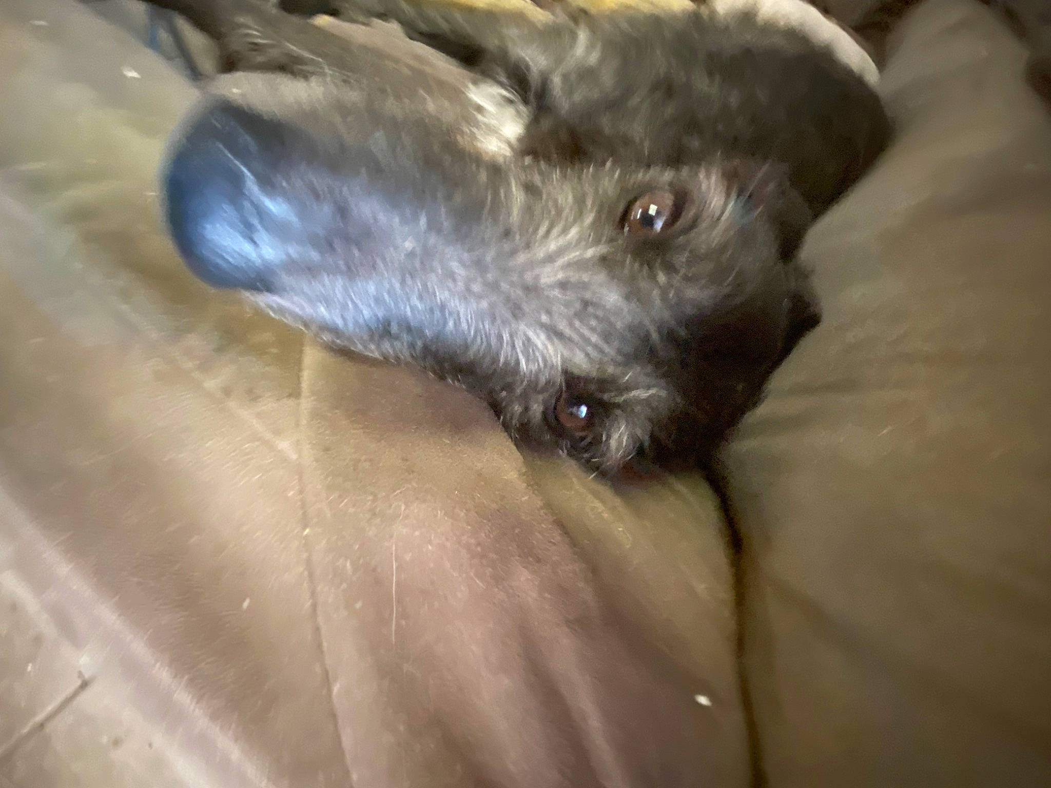 Gypsy joined the competition — help win amazing prizes! carnivore, claw, companion_dog, dog, dog_breed, fur, liver, paw, whiskers, working_animal