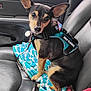 dog, service_dog, car_seat, leash, harness, blanket, black_dog, tan_dog, pet, animal, ears, seat, vehicle_interior, support_dog, looking, sitting, close_up, indoor, companion, alert