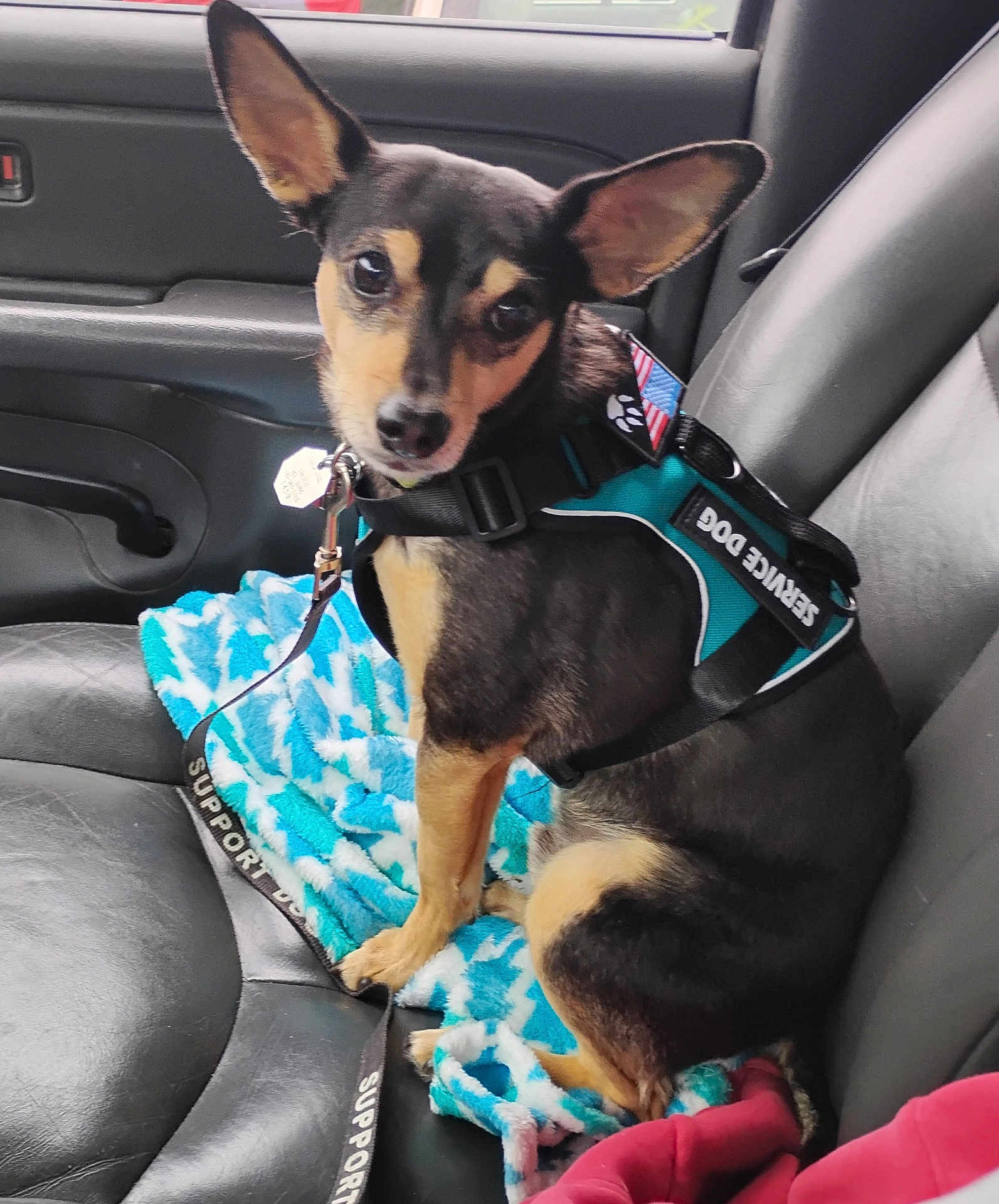 Jax joined the competition — help win amazing prizes! dog, service_dog, car_seat, leash, harness, blanket, black_dog, tan_dog, pet, animal, ears, seat, vehicle_interior, support_dog, looking, sitting, close_up, indoor, companion, alert