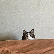 Ona is registered to the contest to win money with this photo: cat, peeking, blanket, brown, wide_eyes, curious, indoor, feline, pet, fur, ears, whiskers, face, animal, home, resting, soft, texture, wall, cozy