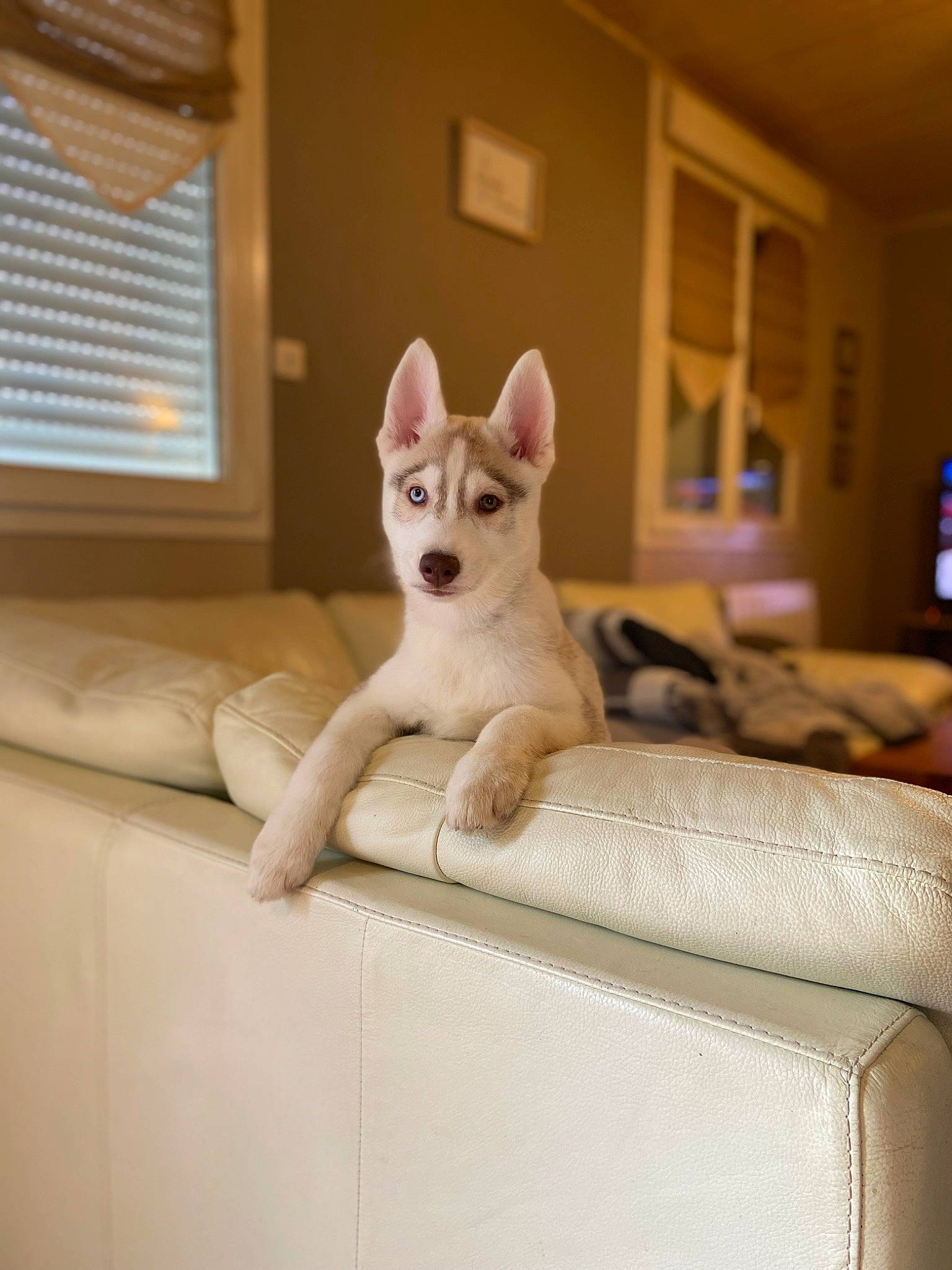 Sya participe au concours pour gagner de l'argent avec cette photo : carnivore, comfort, companion_dog, couch, dog, dog_breed, fawn, felidae, floor, flooring, fur, paw, room, small_to_medium_sized_cats, snout, sporting_group, tail, whiskers, window_blind, wood