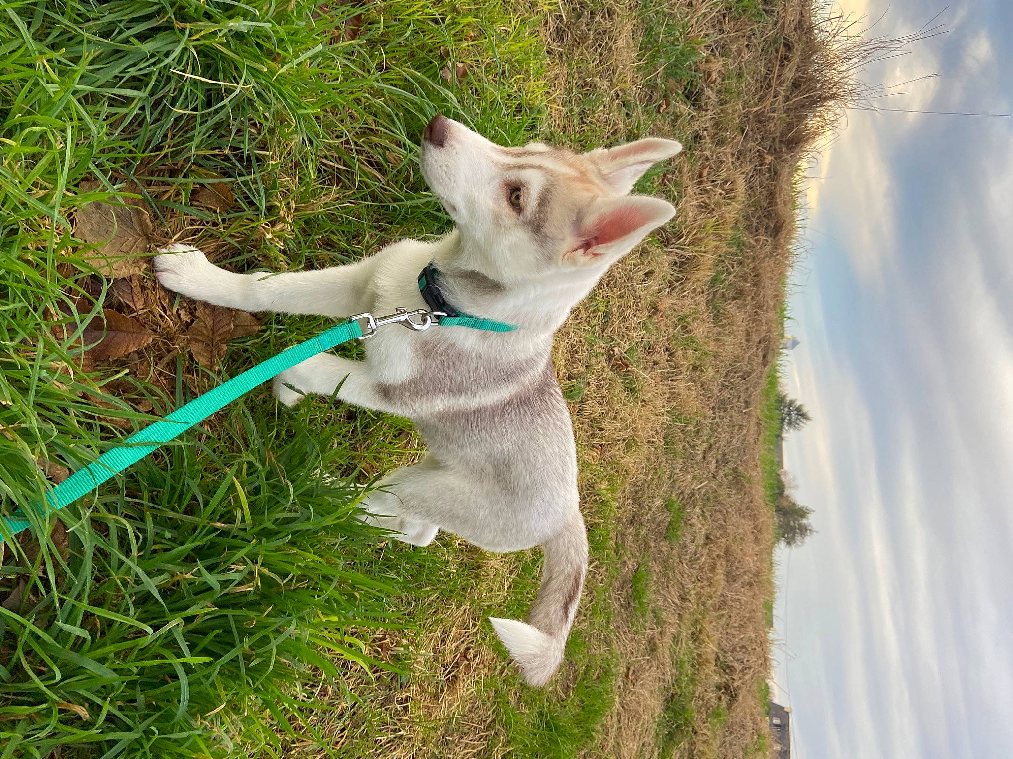 Sya a rejoint le concours — aidez-le/la à gagner de superbes lots ! canidae, carnivore, cat, cloud, collar, companion_dog, dog_breed, eye, fawn, felidae, fur, grass, plant, small_to_medium_sized_cats, snout, sporting_group, tail, terrestrial_animal, whiskers, working_animal
