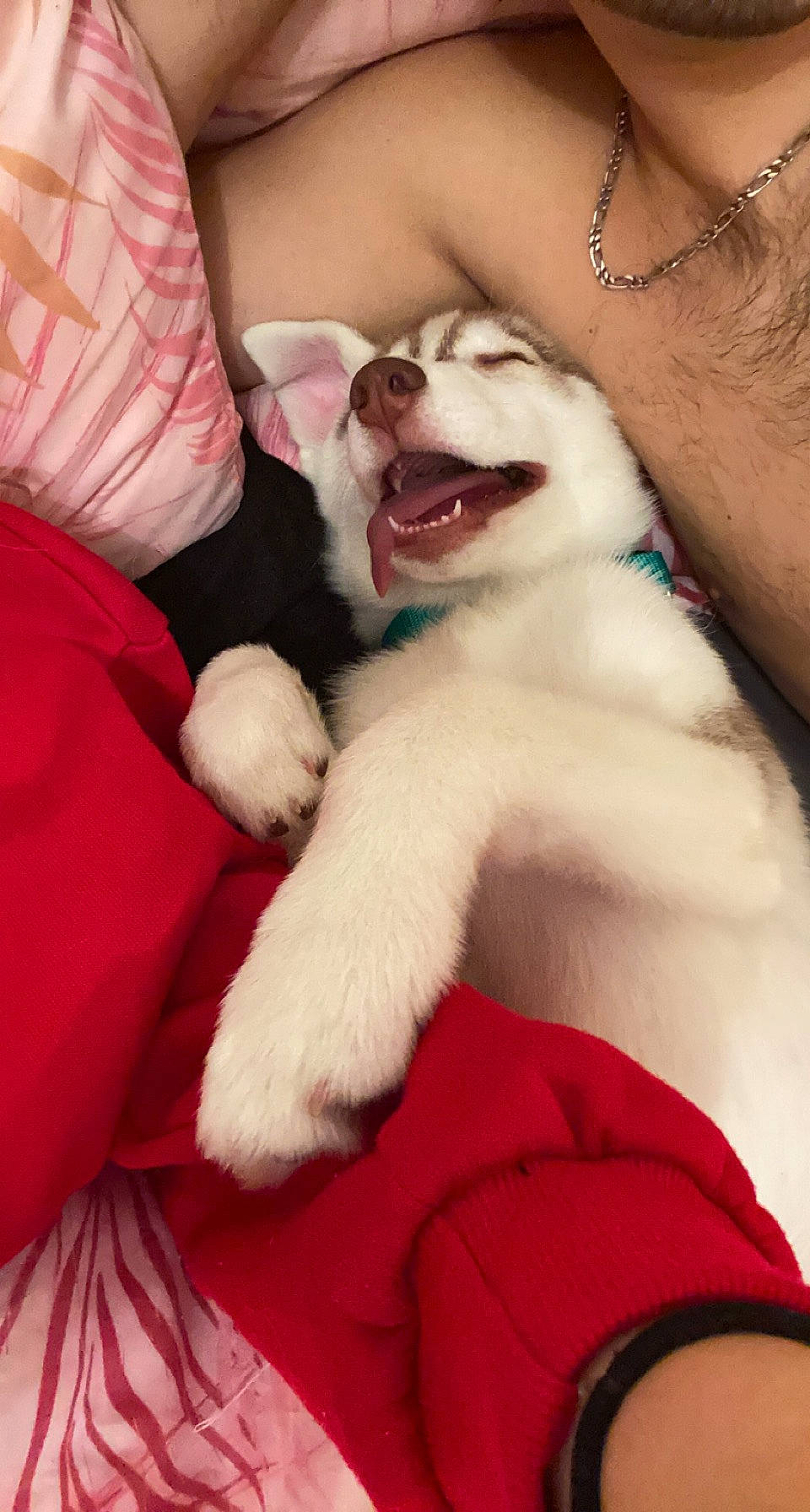 Sya participe au concours pour gagner de l'argent avec cette photo : carnivore, comfort, companion_dog, dog, dog_breed, event, fang, fawn, felidae, fur, gesture, happy, paw, pink, small_to_medium_sized_cats, smile, snout, sporting_group, tail, whiskers