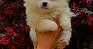 Joy participe au concours pour gagner de l'argent avec cette photo : puppy, dog, white_puppy, fluffy, cute, pet, animal, hands, holding, outdoor, foliage, red_flowers, purple_leaves, nature, portrait, closeup, small_puppy, adorable, cozy, sweater