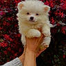 puppy, dog, white_puppy, fluffy, cute, pet, animal, hands, holding, outdoor, foliage, red_flowers, purple_leaves, nature, portrait, closeup, small_puppy, adorable, cozy, sweater