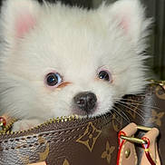Joy participe au concours pour gagner de l'argent avec cette photo : puppy, dog, white, fluffy, bag, handbag, louis_vuitton, leather, zipper, cute, pet, animal, indoor, closeup, small, adorable, face, ears, nose, eyes