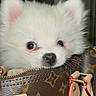 puppy, dog, white, fluffy, bag, handbag, louis_vuitton, leather, zipper, cute, pet, animal, indoor, closeup, small, adorable, face, ears, nose, eyes