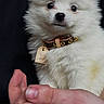 Joy participe au concours pour gagner de l'argent avec cette photo : puppy, dog, white_fur, fluffy, pet, collar, tag, hand, person, cute, animal, domestic_animal, young, adorable, portrait, indoor, closeup, mammal, friendly, companion