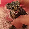 Gerdu joined the competition — help win amazing prizes! animal, bath, bubbles, cat, cleaning, closeup, cute, domestic, face, foam, fur, hands, indoor, kitten, pet, pink, small, tongue, water, wet