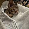 Gerdu is registered to the contest to win money with this photo: animal, blanket, cat, closeup, comfort, cozy, cute, feline, fur, indoor, kitten, peaceful, pet, resting, sleeping, snug, soft, tabby, texture, warm