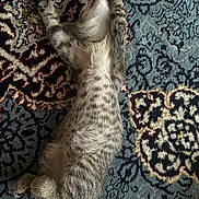 Gerdu is registered to the contest to win money with this photo: animal, carpet, cat, cozy, cute, domestic_animal, feline, fur, indoor, lying_down, pattern, paw, pet, relaxed, resting, sleeping, striped, tabby, texture, whiskers