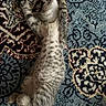 animal, carpet, cat, cozy, cute, domestic_animal, feline, fur, indoor, lying_down, pattern, paw, pet, relaxed, resting, sleeping, striped, tabby, texture, whiskers