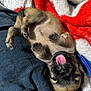 puppy, dog, tongue_out, cute, lying_down, blanket, cozy, fur, sleeping, small_animal, pet, playful, indoor, close_up, adorable, resting, pink_tongue, warm_colors, texture, soft