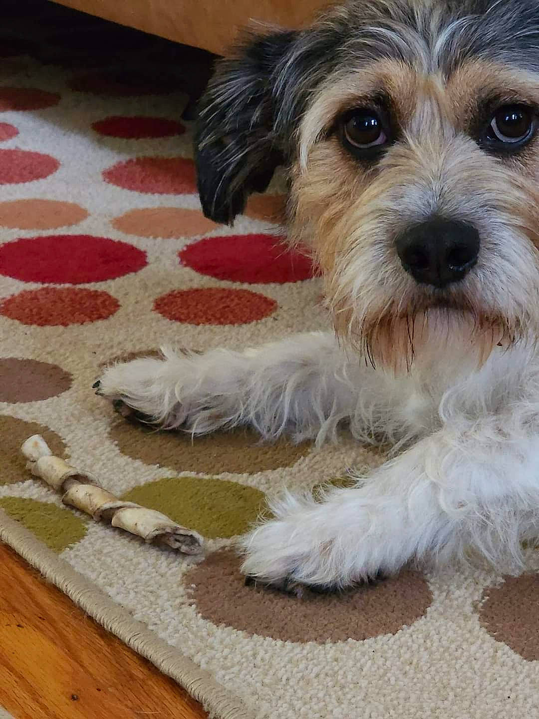 Rocco joined the competition — help win amazing prizes! canidae, carnivore, companion_dog, dog, dog_breed, flooring, fur, hardwood, maltepoo, rug, small_terrier, snout, sporting_group, terrier, toy_dog, water_dog, wood, wood_flooring, wood_stain, working_animal