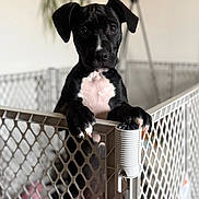 Journey joined the competition — help win amazing prizes! puppy, dog, black_and_white, playpen, indoor, pet, curious, paw, plastic, fence, lamp, blurred_background, close_up, young_dog, looking_at_camera, animal, cute, houseplant, domestic, pet_gate