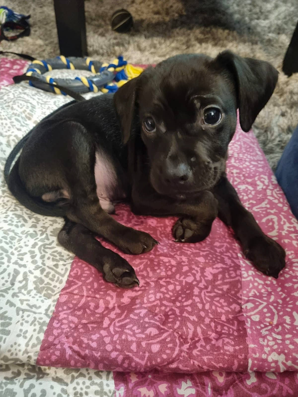 Aston participe au concours pour gagner de l'argent avec cette photo : borador, canidae, carnivore, collar, comfort, companion_dog, dog, dog_breed, dog_collar, fawn, fur, gun_dog, liver, pet_supply, pink, snout, sporting_group, terrestrial_animal, whiskers, working_animal