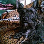animal, black_dog, blanket, chair, couch, cozy, curious, decor, dog, ears, fur, furniture, home, indoor, leopard_print, living_room, pattern, pet, resting, scruffy