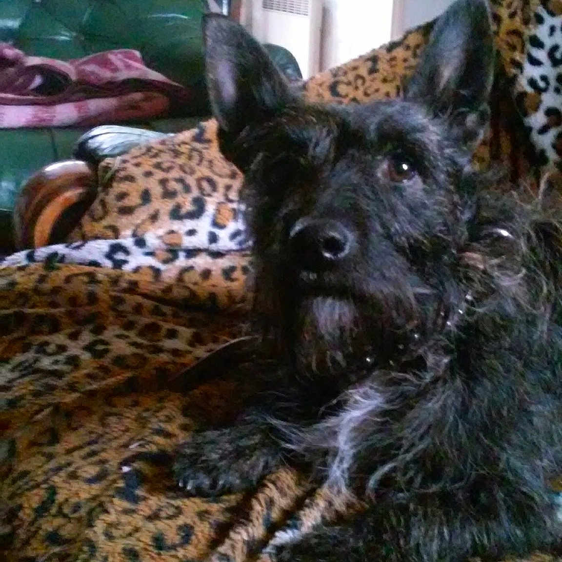 Caramel a rejoint le concours — aidez-le/la à gagner de superbes lots ! animal, black_dog, blanket, chair, couch, cozy, curious, decor, dog, ears, fur, furniture, home, indoor, leopard_print, living_room, pattern, pet, resting, scruffy