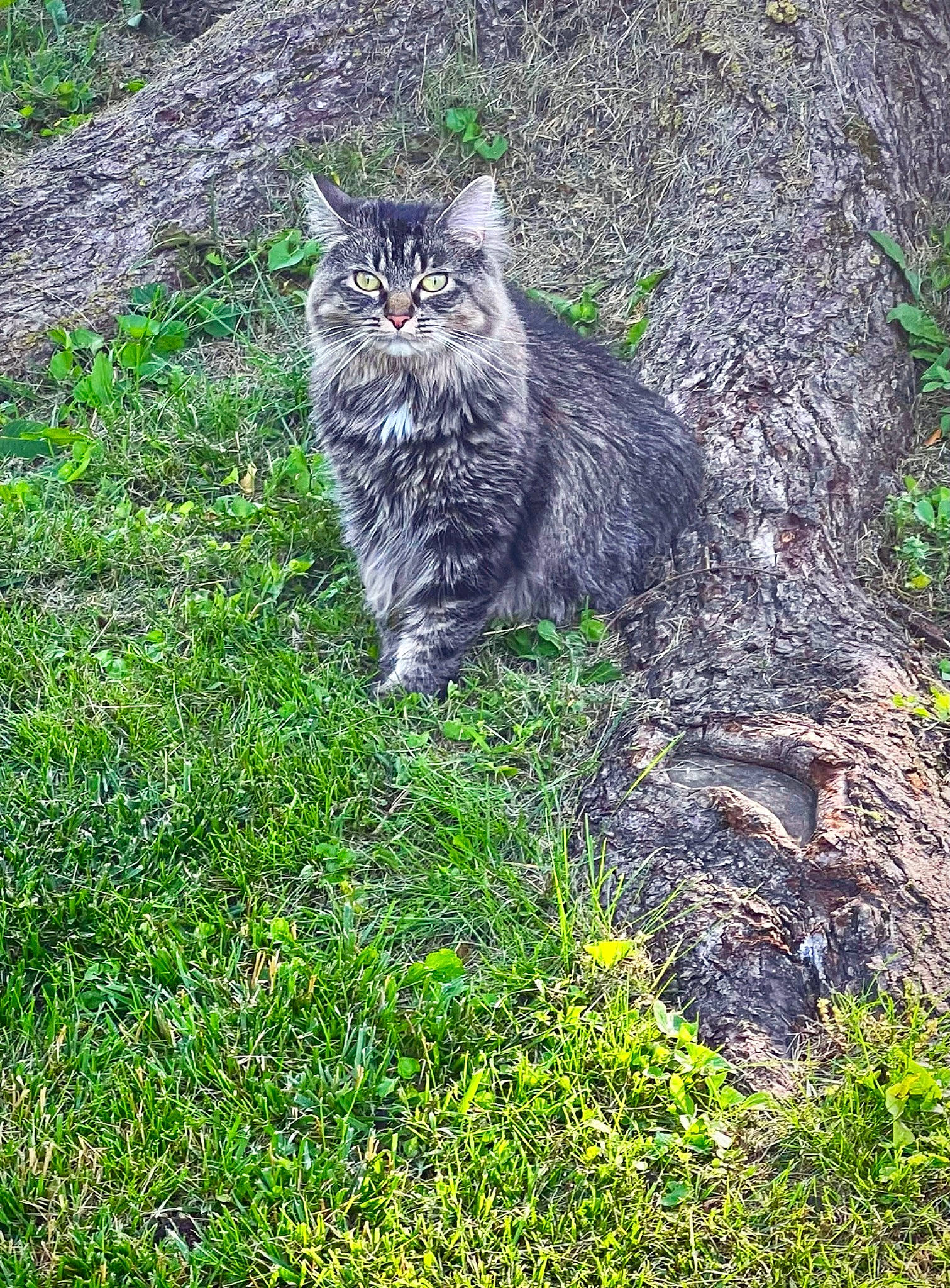 Georgia is registered to the contest to win money with this photo: carnivore, cat, domestic_short_haired_cat, felidae, fur, grass, groundcover, herb, plant, shrub, small_to_medium_sized_cats, snout, soil, subshrub, tail, terrestrial_animal, tree, whiskers, wildlife, wood