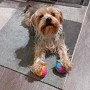 Sam a rejoint le concours — aidez-le/la à gagner de superbes lots ! dog, toy, ball, indoor, carpet, floor, pet, playful, fur, animal, paw, cute, small_dog, living_room, wood_floor, colorful, looking_up, domestic, companion, relaxed