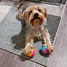 dog, toy, ball, indoor, carpet, floor, pet, playful, fur, animal, paw, cute, small_dog, living_room, wood_floor, colorful, looking_up, domestic, companion, relaxed