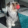 Sam participe au concours pour gagner de l'argent avec cette photo : dog, toy, red_ball, indoor, carpet, small_dog, long_hair, pet, playing, animal, fur, mouth, floor, home, cute, looking_up, black_and_white_fur, grey, blue, furniture
