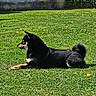 Akira a rejoint le concours — aidez-le/la à gagner de superbes lots ! dog, grass, outdoor, sunlight, lawn, yellow_flowers, black_dog, tan_markings, pet, animal, relaxing, nature, canine, side_view, park, summer, fur, resting, tail, ears