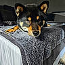 Akira a rejoint le concours — aidez-le/la à gagner de superbes lots ! dog, shiba_inu, bed, blanket, indoor, resting, fur, pet, animal, cozy, relaxed, sleepy, black_and_tan, ears, nose, paw, face, fur_texture, home, comfort