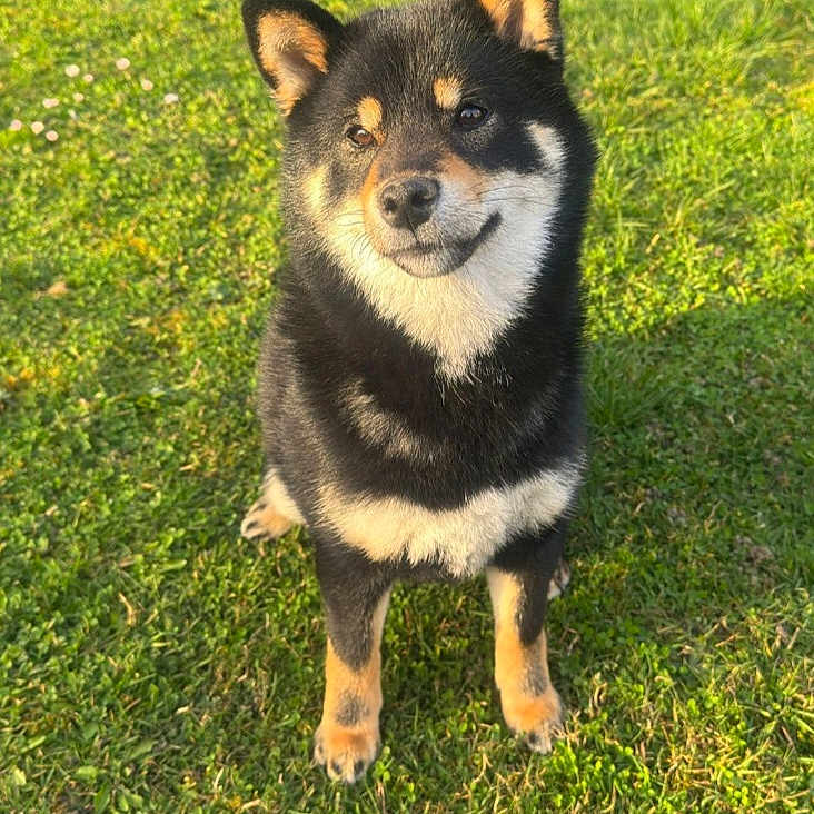 Akira